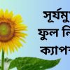 সূর্যমুখী ফুল নিয়ে ক্যাপশন