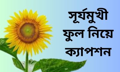 সূর্যমুখী ফুল নিয়ে ক্যাপশন