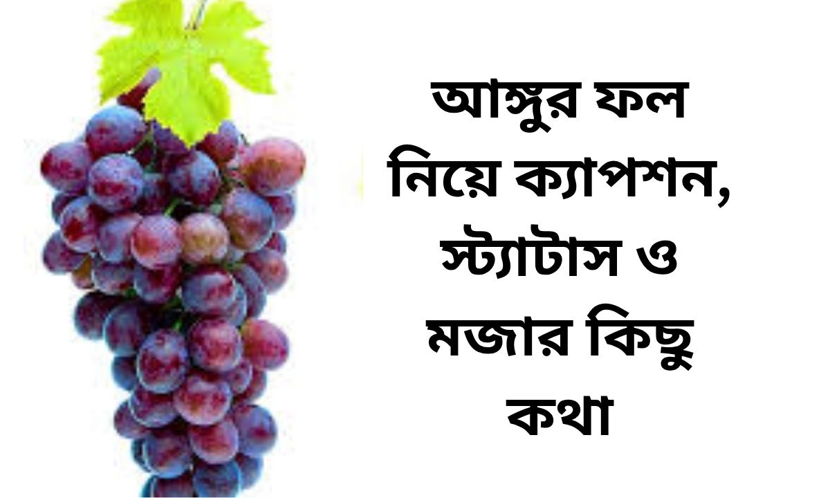 আঙ্গুর ফল নিয়ে ক্যাপশন, স্ট্যাটাস ও মজার কিছু কথা