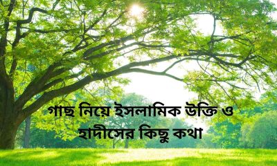 গাছ নিয়ে ইসলামিক উক্তি ও হাদীসের কিছু কথা