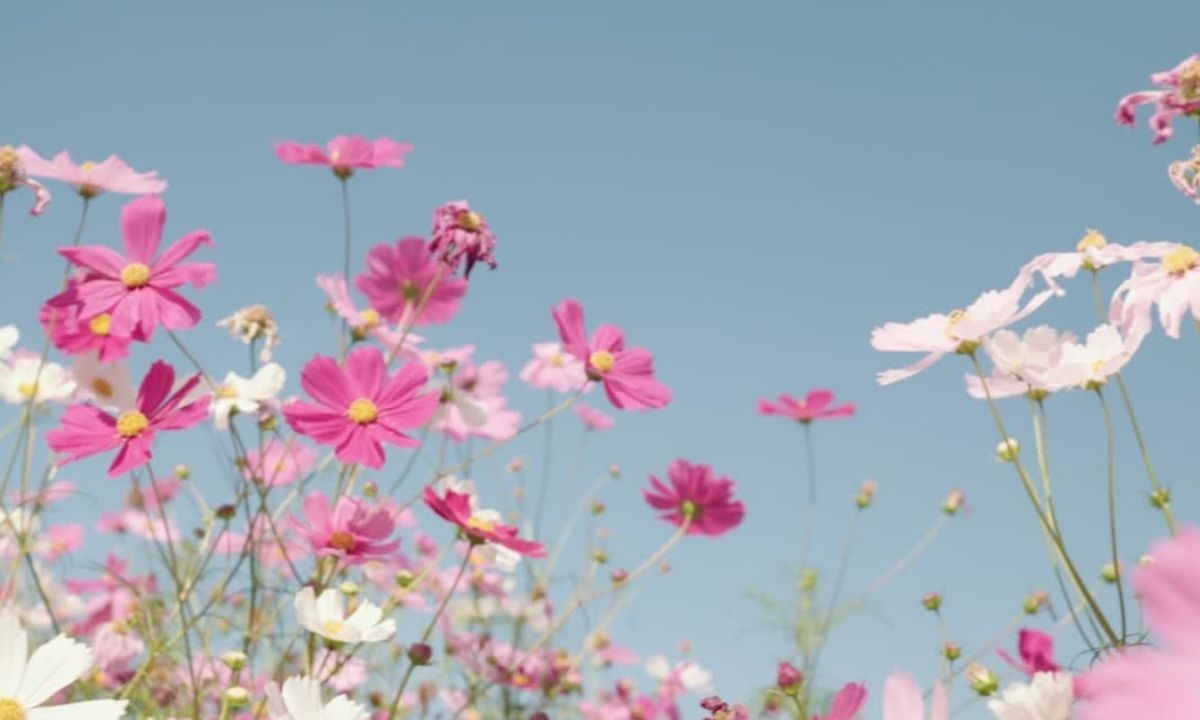 জবা ফুল নিয়ে উক্তি বাণী ও ক্যাপশন