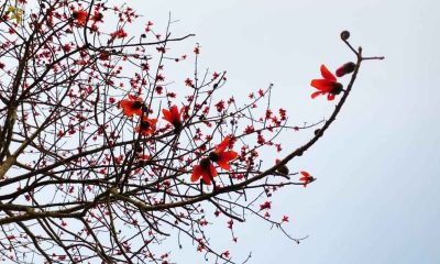 শিমুল ফুল নিয়ে ক্যাপশন, স্ট্যাটাস ও কিছু কথা