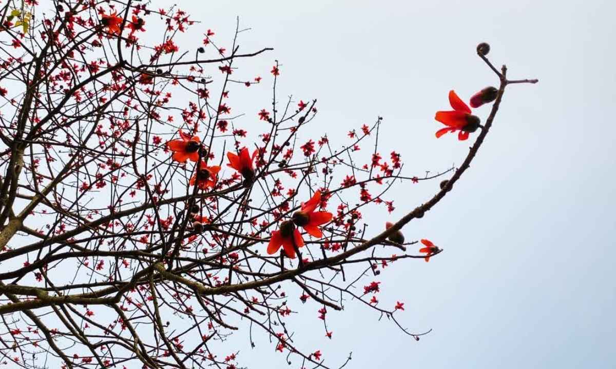 শিমুল ফুল নিয়ে ক্যাপশন, স্ট্যাটাস ও কিছু কথা