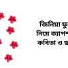 জিনিয়া ফুল নিয়ে ক্যাপশন, কবিতা ও ছন্দ