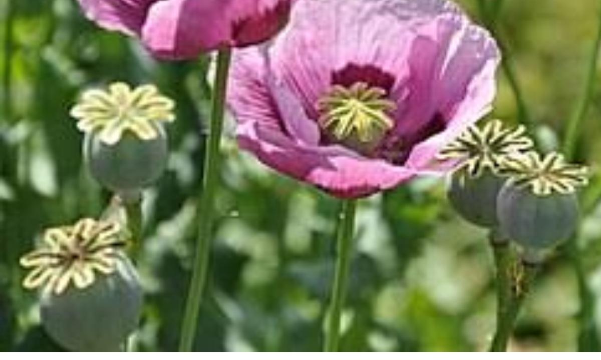 পপি ফুল নিয়ে উক্তি বাণী ও ক্যাপশন