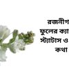 _রজনীগন্ধা ফুলের ক্যাপশন স্ট্যাটাস ও কিছু কথা