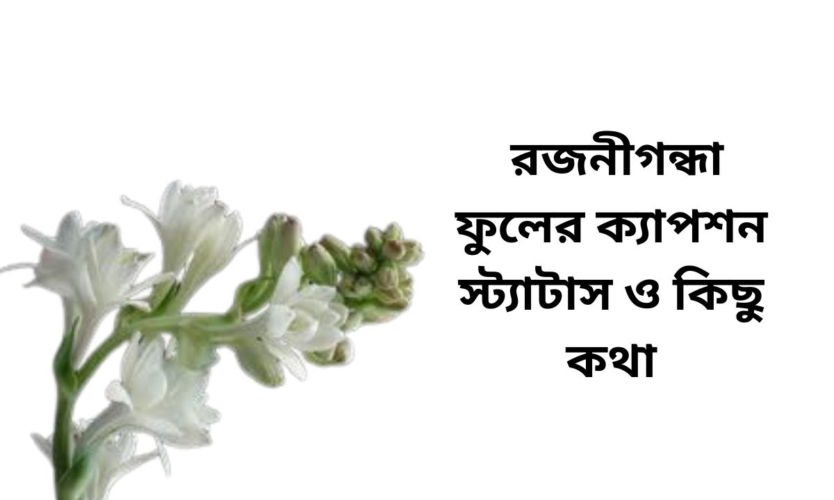 _রজনীগন্ধা ফুলের ক্যাপশন স্ট্যাটাস ও কিছু কথা