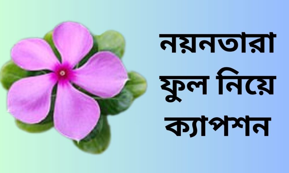 নয়নতারা ফুল নিয়ে ক্যাপশন