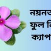 নয়নতারা ফুল নিয়ে ক্যাপশন