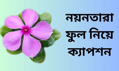 নয়নতারা ফুল নিয়ে ক্যাপশন