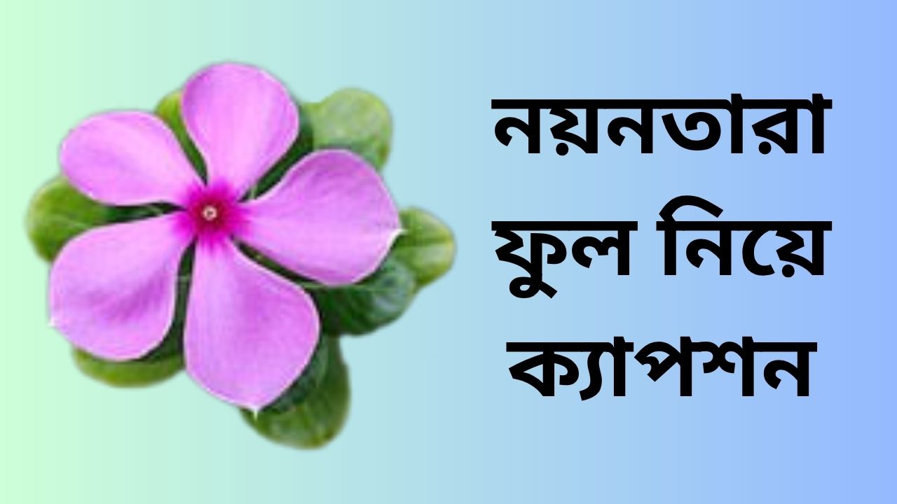 নয়নতারা ফুল নিয়ে ক্যাপশন